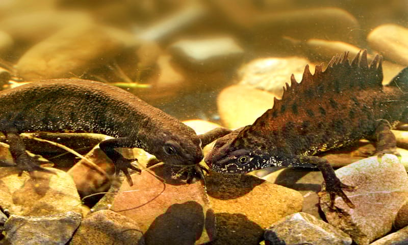Kamsalamander