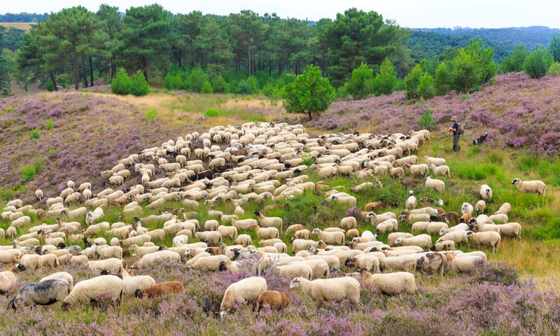 Schaapskudde Brunssummerheide Schaapskudde op de Brunssummerheide