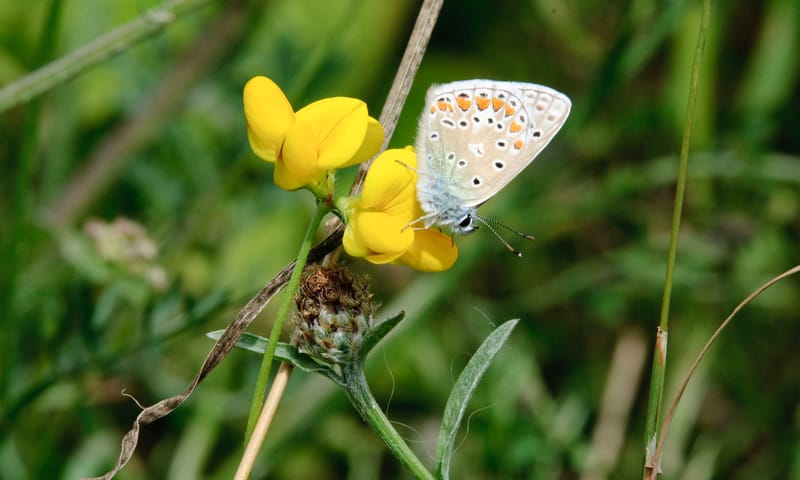 Icarusblauwtje (Polyommatus icarus) Icarusblauwtje (Polyommatus icarus)