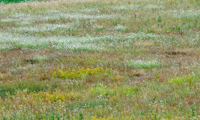Kalkgrasland op de Sint-Pietersberg Kalkgrasland op de Sint-Pietersberg