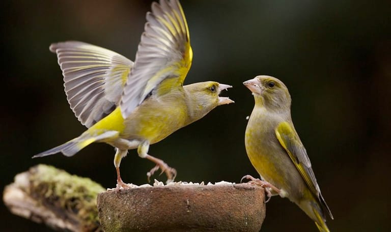 Groenling op voederplank Groenling op voederplank