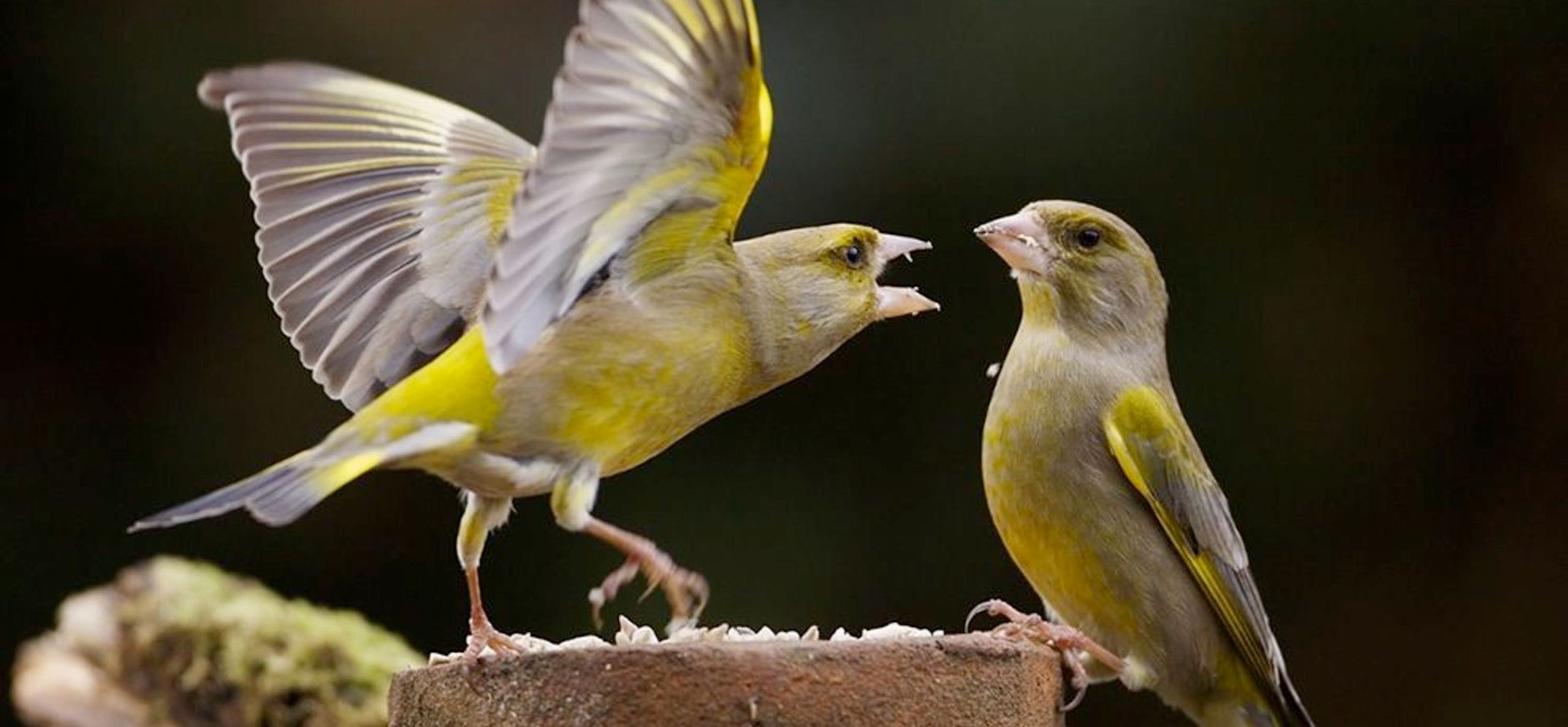 Groenling op voederplank
