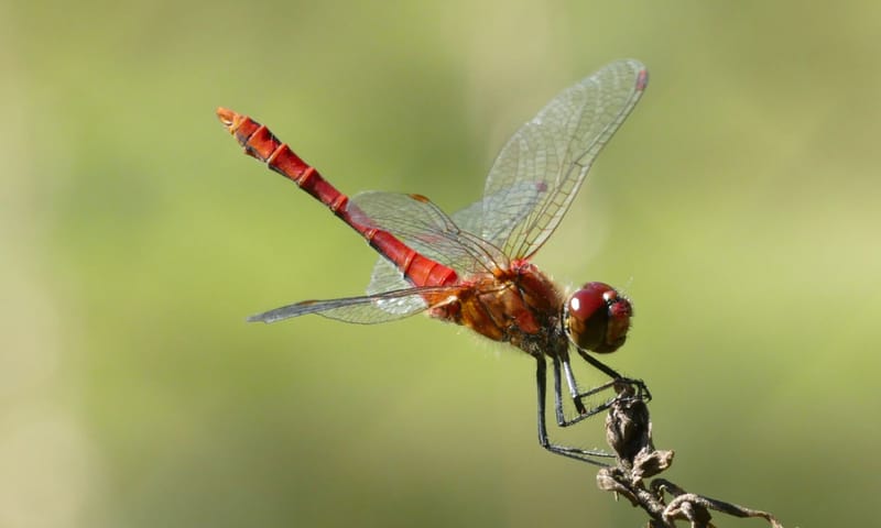 bloedrode heidelibel bloedrode heidelibel