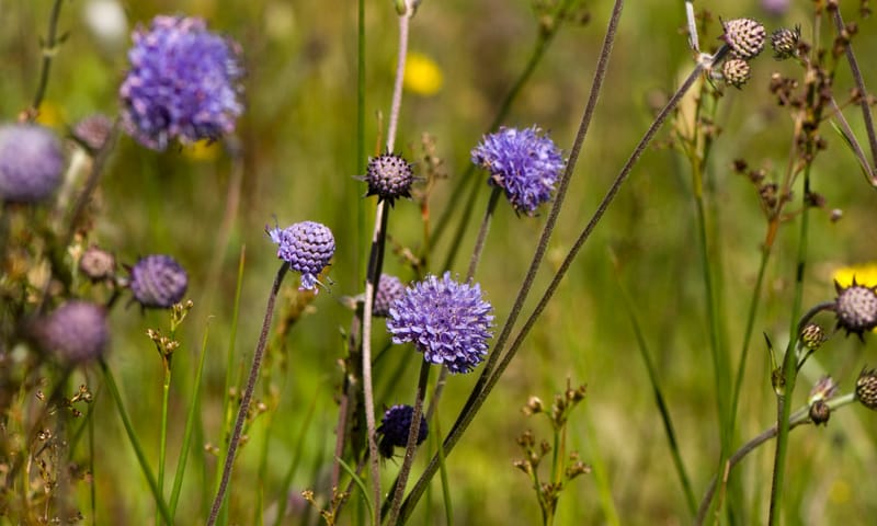 Blauwe Knoop is een blauwe bloem