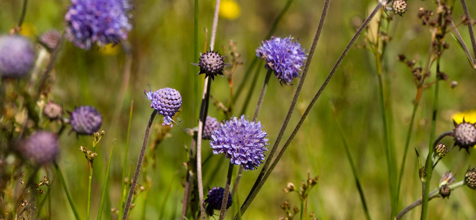 Blauwe Knoop is een blauwe bloem