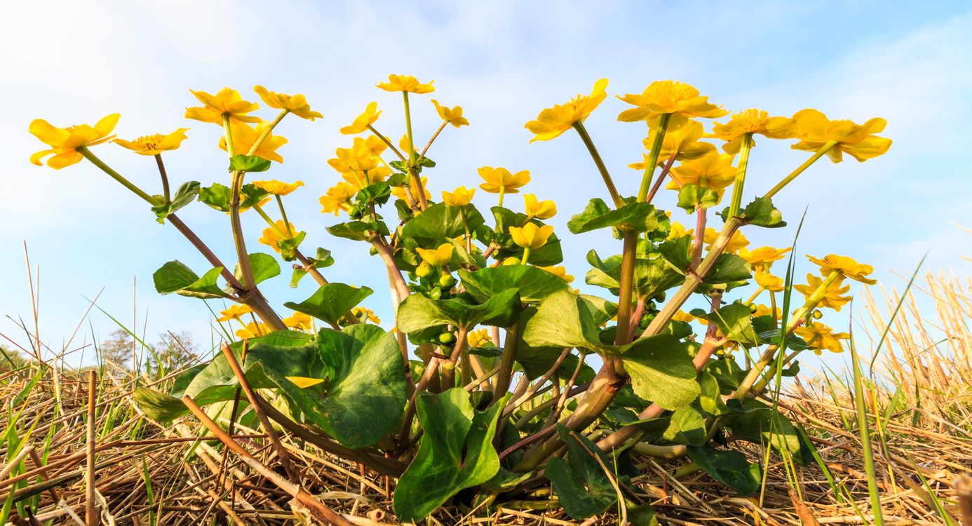 Dotterbloem