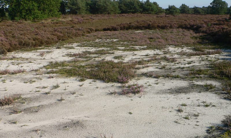 kleinschalig plaggen van heide heide plaggen