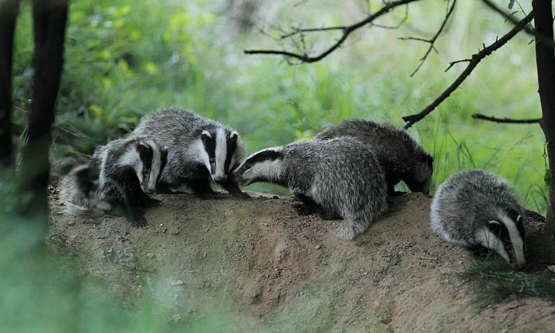 Een groep dassen bovenop hun dassenburcht