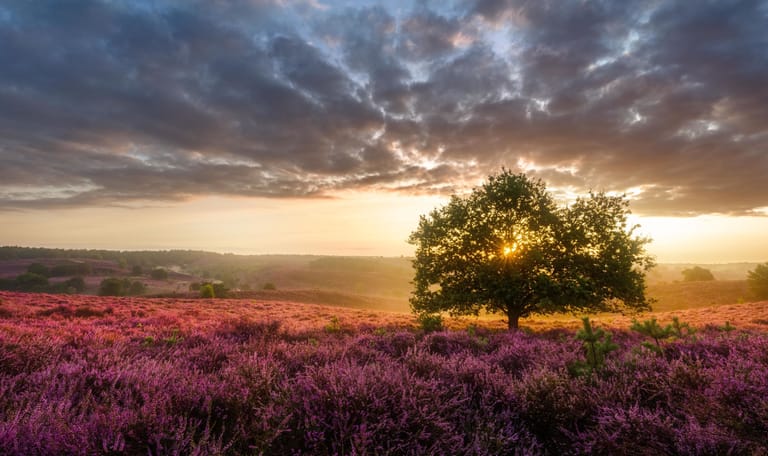 Zomerse heide op de posbank