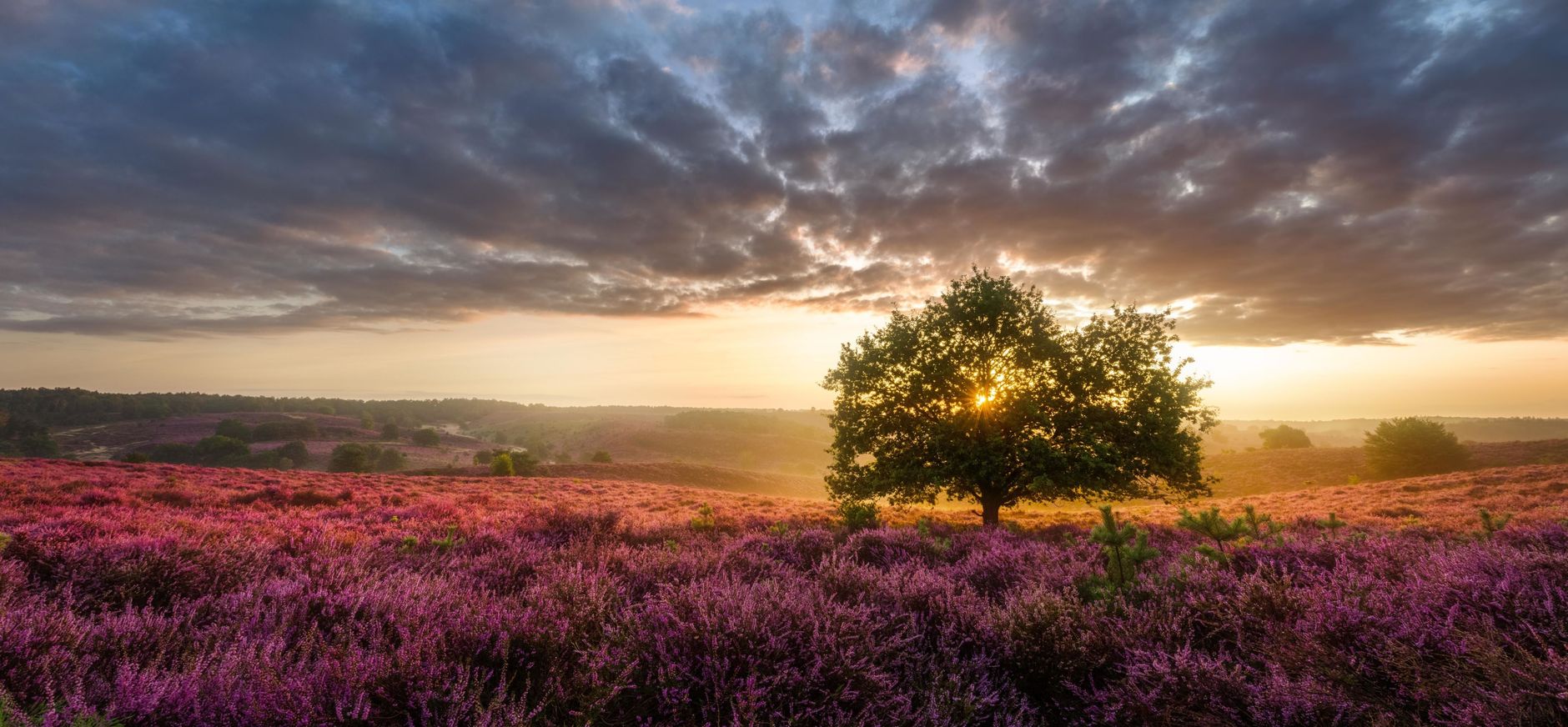 Zomerse heide op de posbank Zomerse heide op de posbank