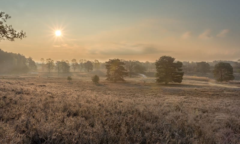 Brunssummerheide Vliegdennenveld