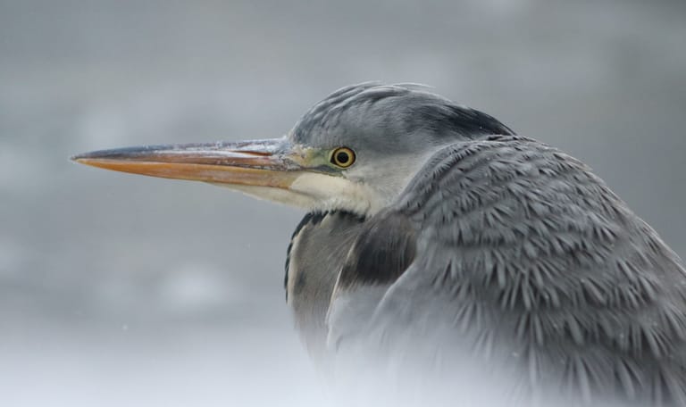 Blauwe reiger in de winter