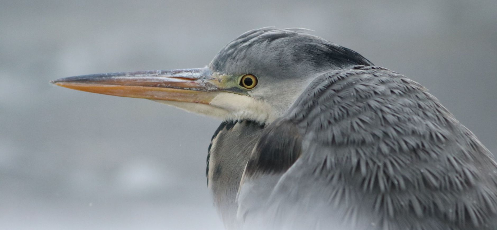 Blauwe reiger in de winter Blauwe reiger in de winter