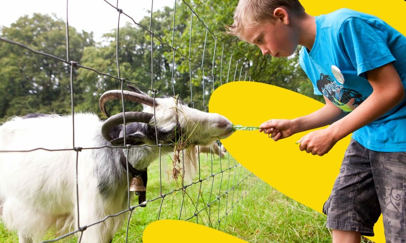 Wandelen met kinderen bij Nationaal Park Veluwezoom