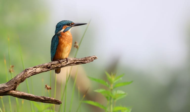 Ijsvogel