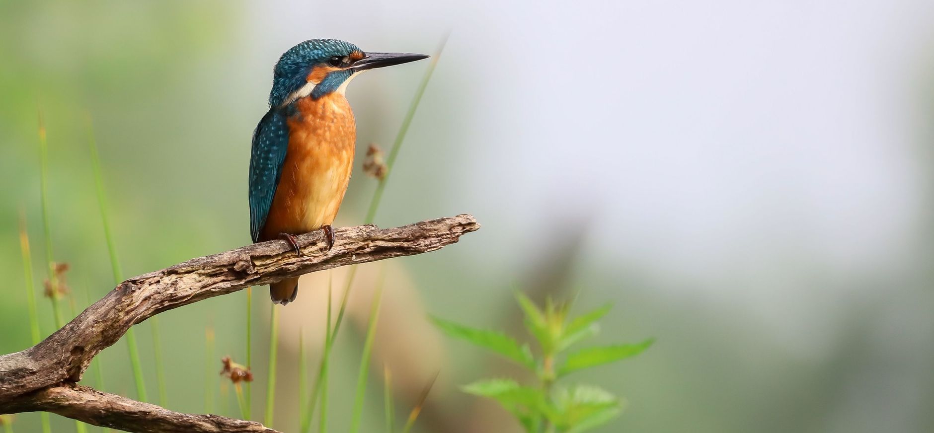 Ijsvogel