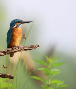 Ijsvogel