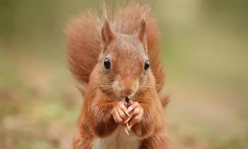Eekhoorn (sciurus vulgaris) Eekhoorn