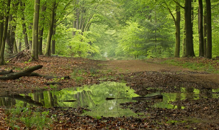 Loofbos net na een regenbui