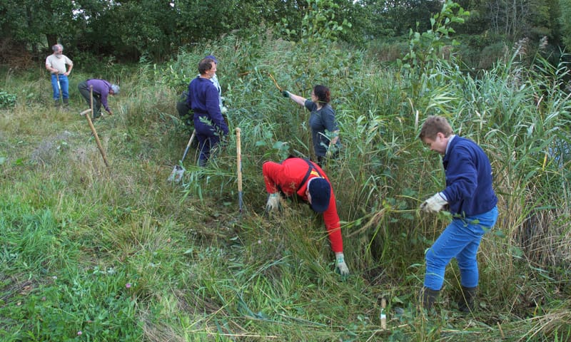 maaibeheer maaien van riet