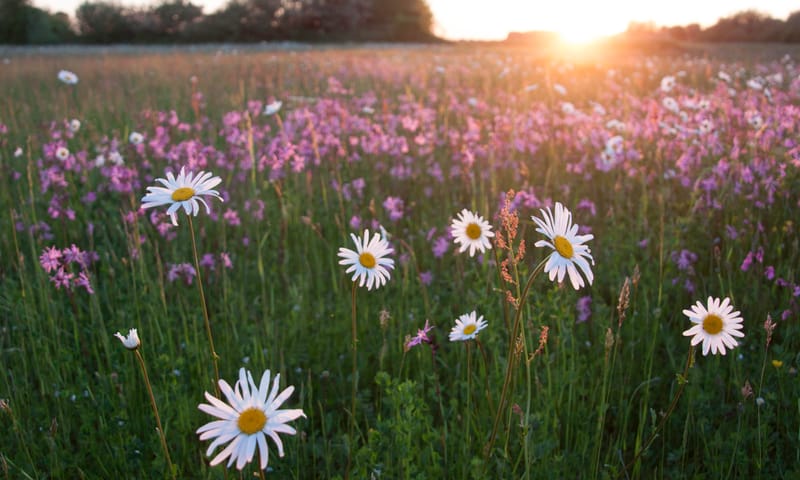 Zomers bloemrijk hooiland Zomers bloemrijk hooiland