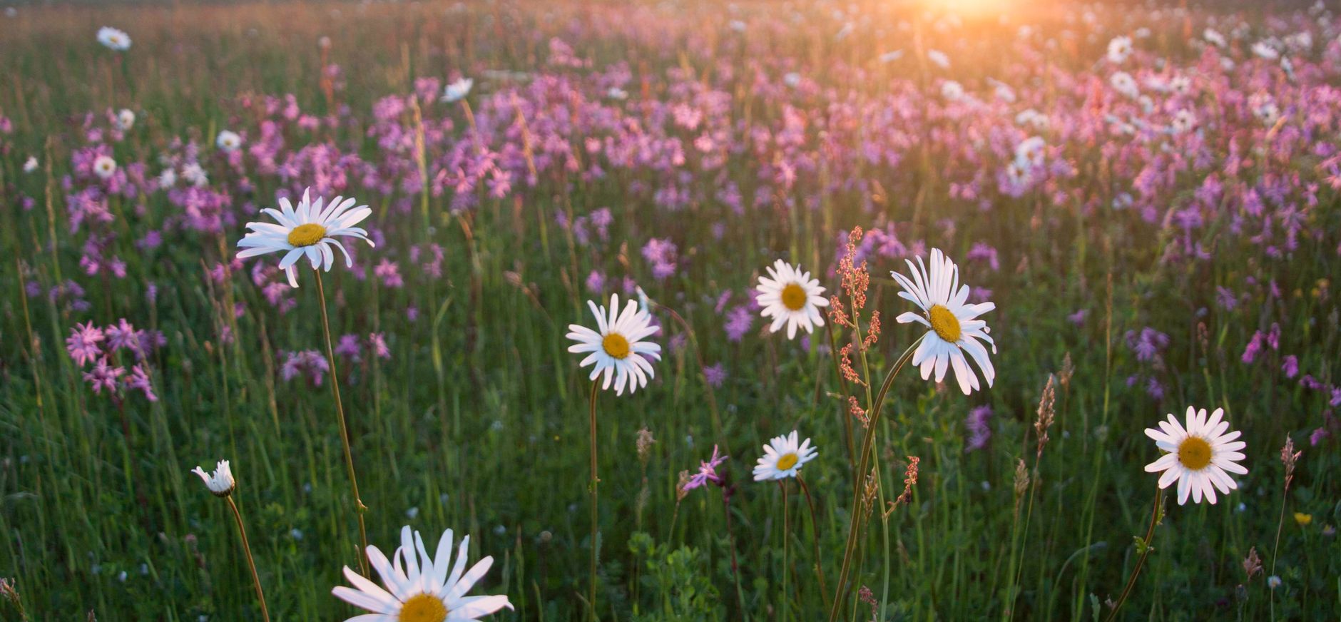 Zomers bloemrijk hooiland