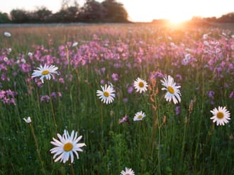 Zomers bloemrijk hooiland