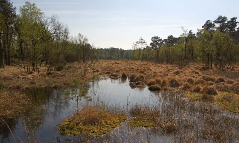 Hoogveen Brunssummerheide Hoogveen Brunssummerheide