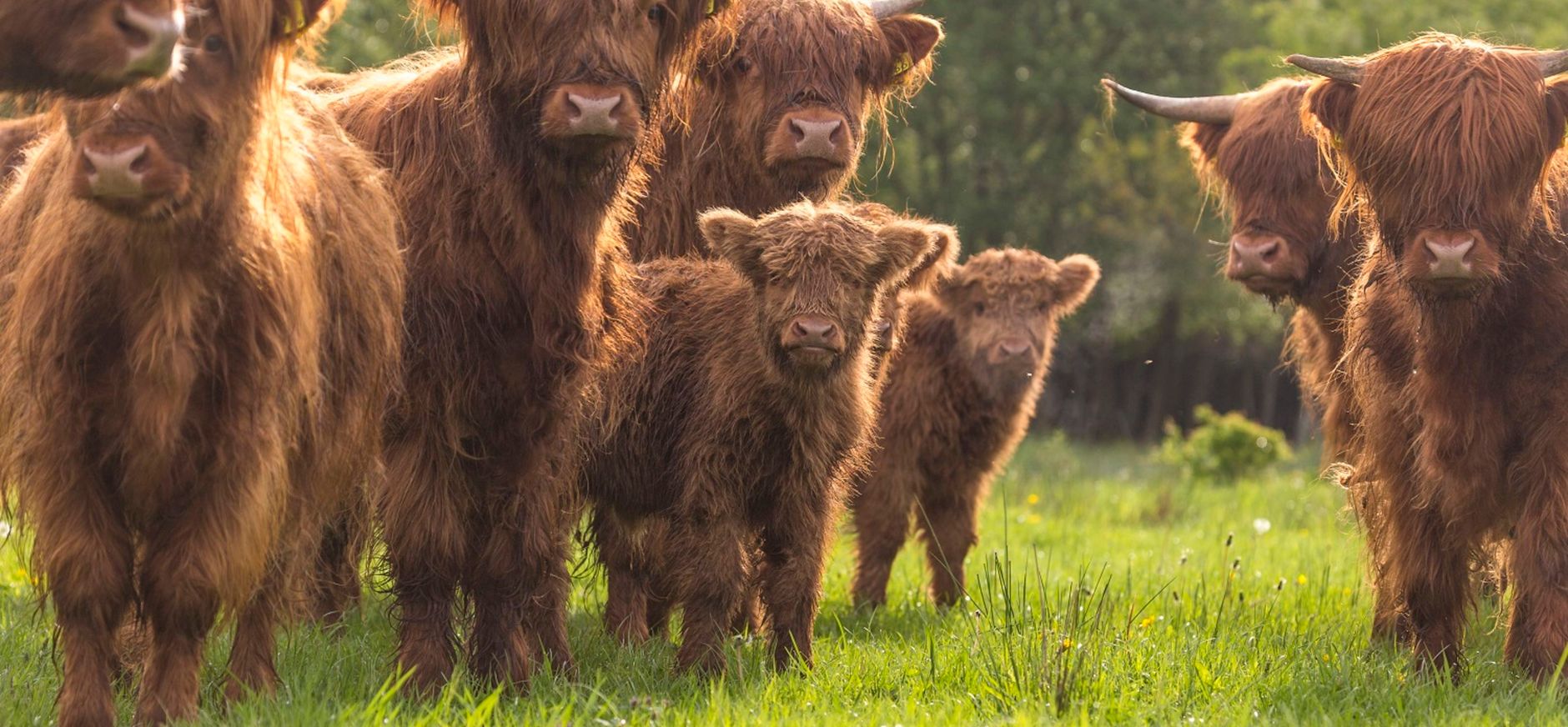 Foto Schotse Hooglander