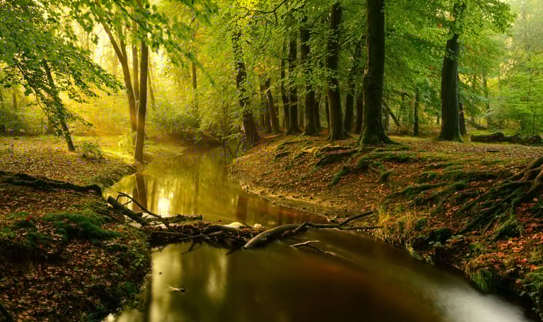 Wandelroute langs de beek in de Leuvenumse Bossen