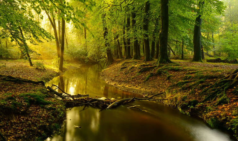 Wandelroute langs de beek in de Leuvenumse Bossen
