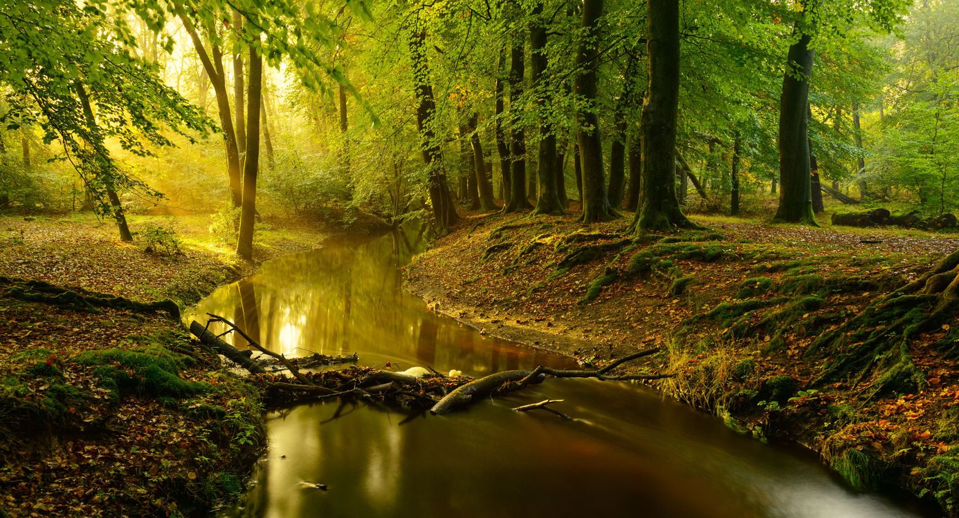 Wandelroute langs de beek in de Leuvenumse Bossen