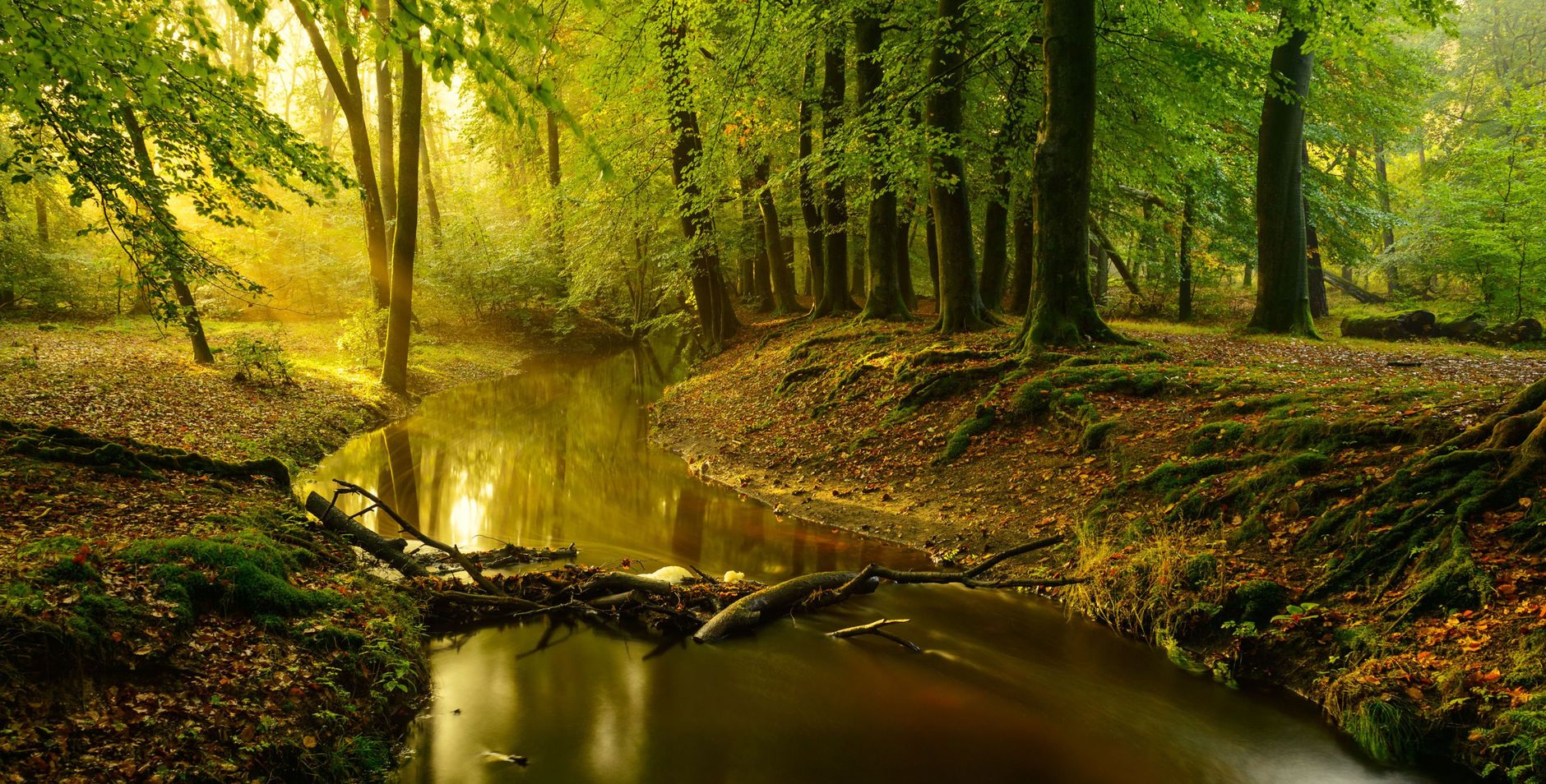 Wandelroute langs de beek in de Leuvenumse Bossen