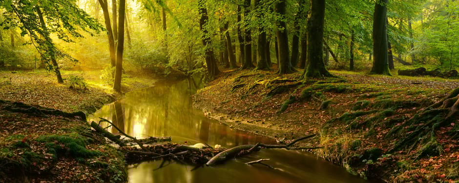 Wandelroute langs de beek in de Leuvenumse Bossen
