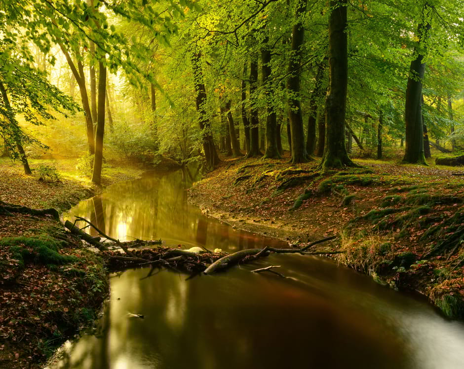 Wandelroute langs de beek in de Leuvenumse Bossen