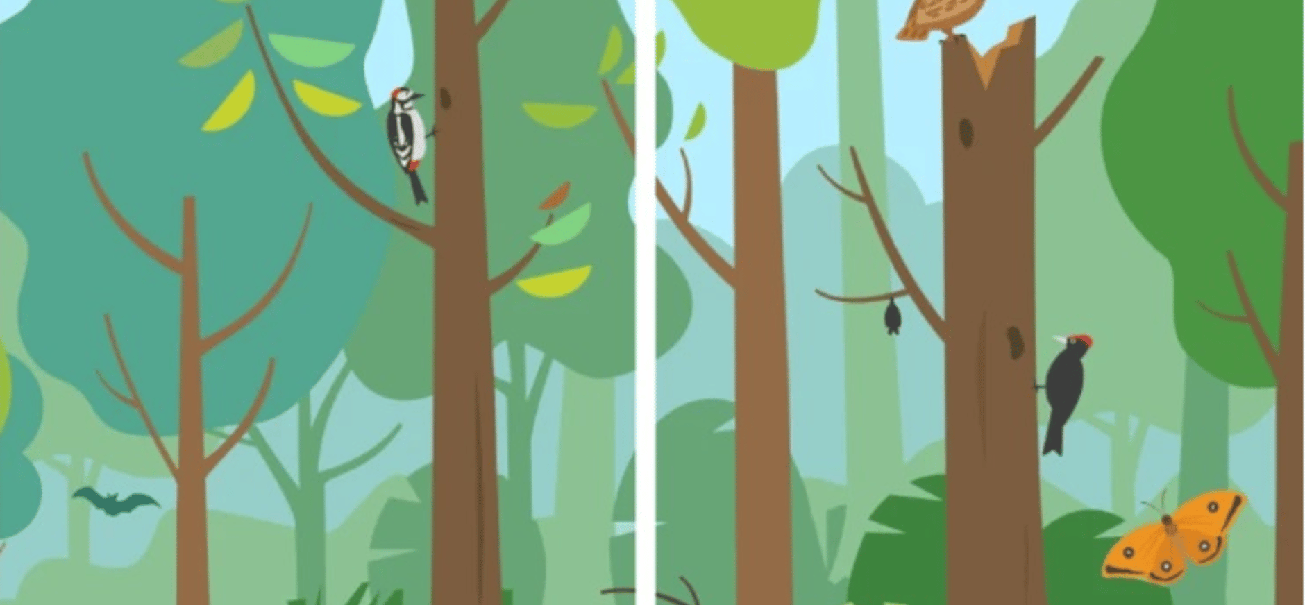 bosbeheer infographic