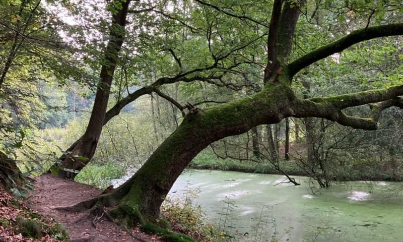 Eik langs Steile Oever