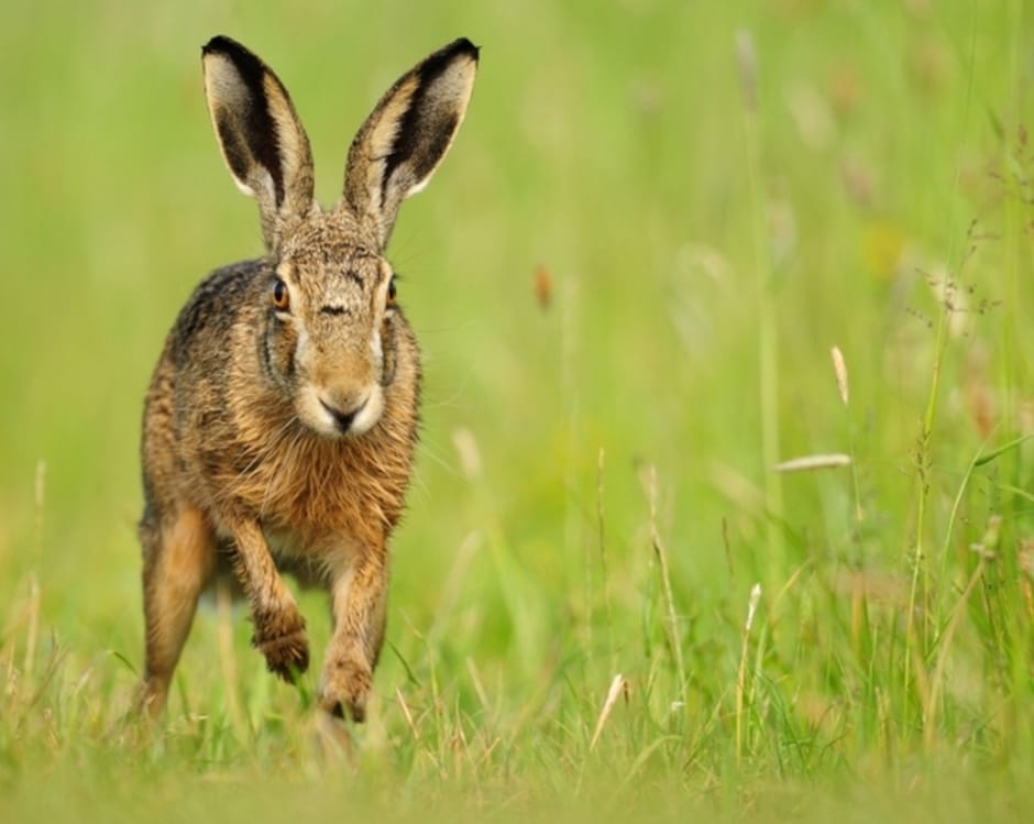 Haas rent door het gras