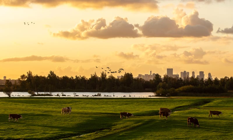 Ackerdijkse Plassen