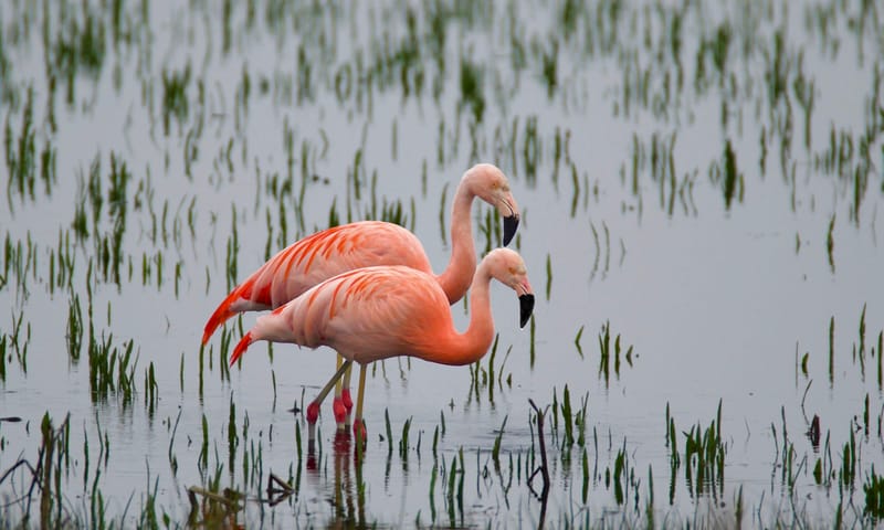 Chinese flamingo's waden door laag water