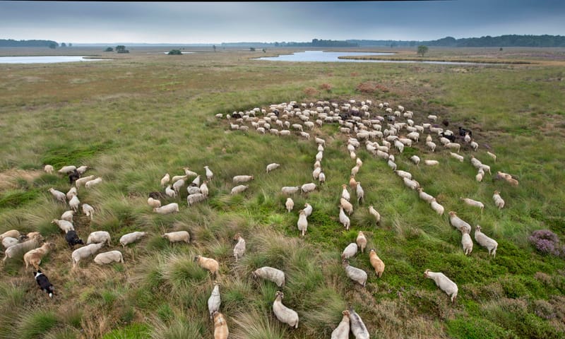 Drentse heideschapen met herder op het Dwingelderveld