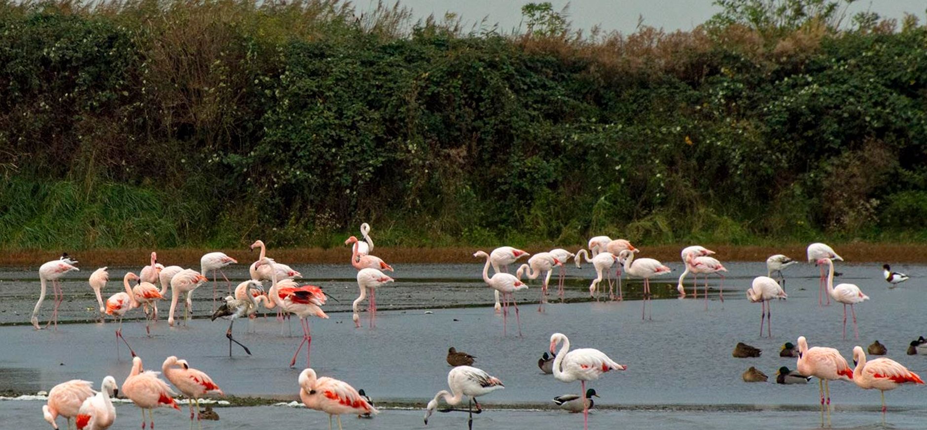 Groep flamingo's met verschillende soorten In Nationaal Park Oosterschelde