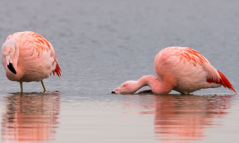 Flamingo zoekt eten in het water met zijn kromme snavel