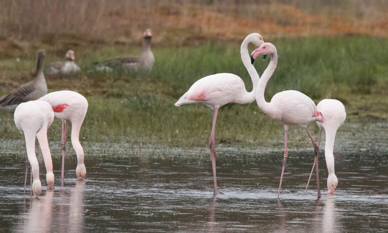 Groep grote flamingo's in het water