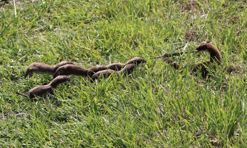 Hermelijn met jongen op Tiengemeten