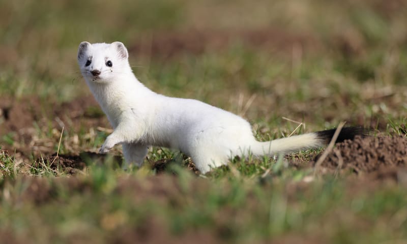 Hermelijn met wintervacht