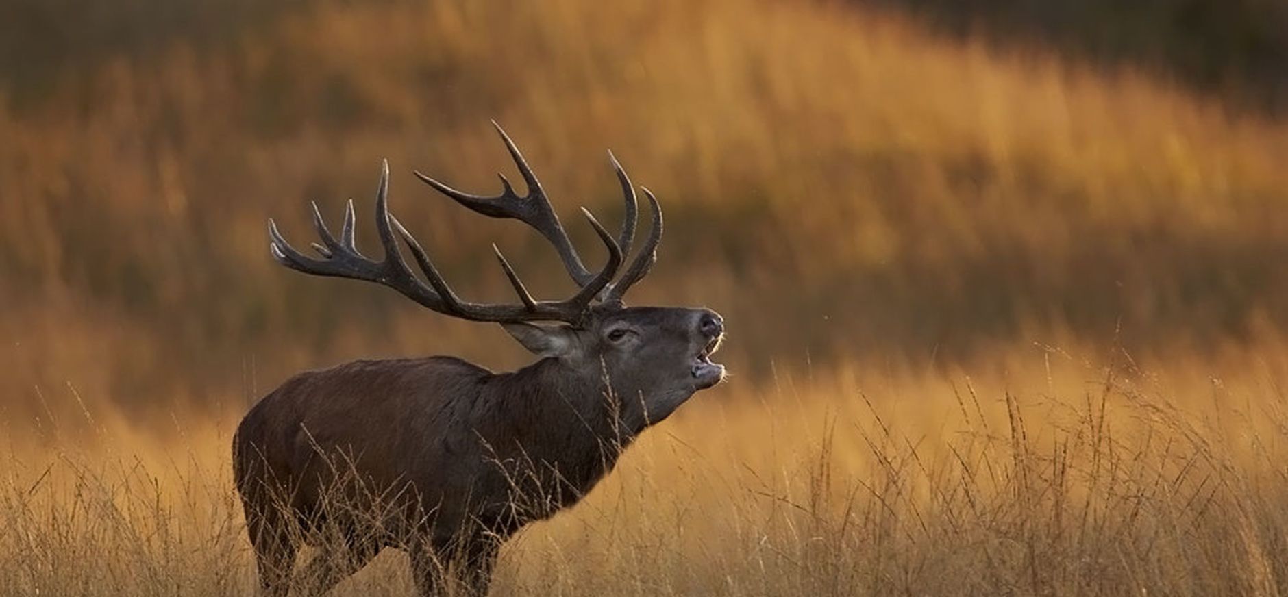Burlend edelhert Nationaal Park Veluwezoom