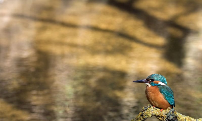 IJsvogel IJsvogel