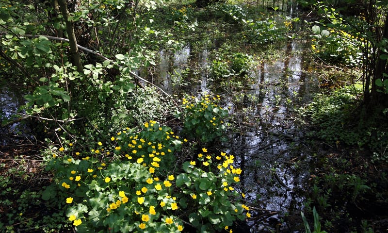 Dotterbloemen in een broekbos Dotterbloemen in een broekbos