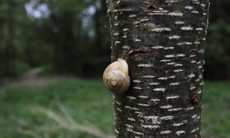 Gewone tuinslak Gewone tuinslak